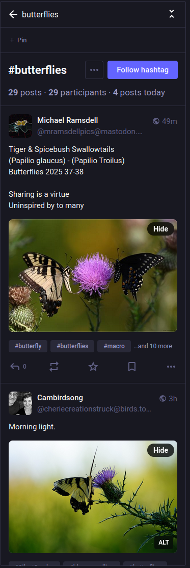 A dark mode screenshot of the #butterflies hashtag page within the Mastodon social network. At the top, there is an option to '+ Pin' the tag and a large purple button that says 'Follow hashtag'. Statistics show '29 posts - 29 participants - 4 posts today'. The first visible post is from Michael Ramsdell, sharing two photos of butterflies on a purple thistle flower: a Tiger Swallowtail and a Spicebush Swallowtail. The post text identifies them as 'Tiger & Spicebush Swallowtails (Papilio glaucus) - (Papilio Troilus) Butterflies 2025 37-38. Sharing is a virtue Uninspired by to many'. The second post is from Cambirdsong and contains an image of a yellow and black butterfly perched on a thistle, with the caption 'Morning light.'.